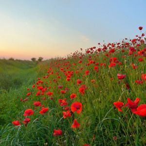 Meet your Posher, Diane